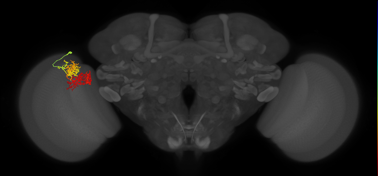 TmY15_L (MaleCNS:27204)