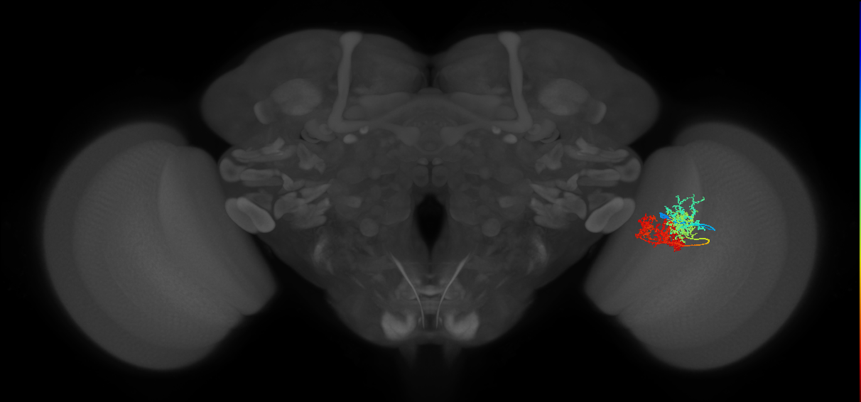TmY15_R (MaleCNS:25398)