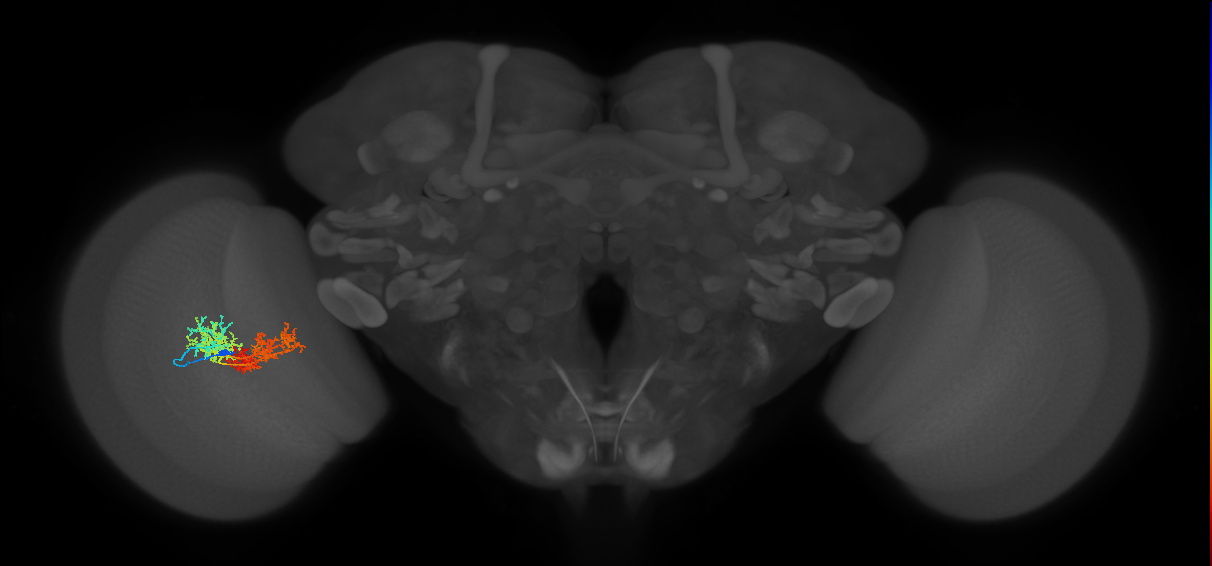 TmY15_L (MaleCNS:28120)