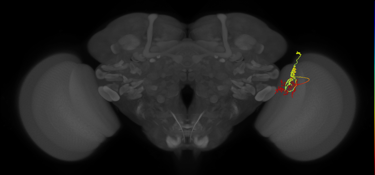 TmY15_R (MaleCNS:51173)