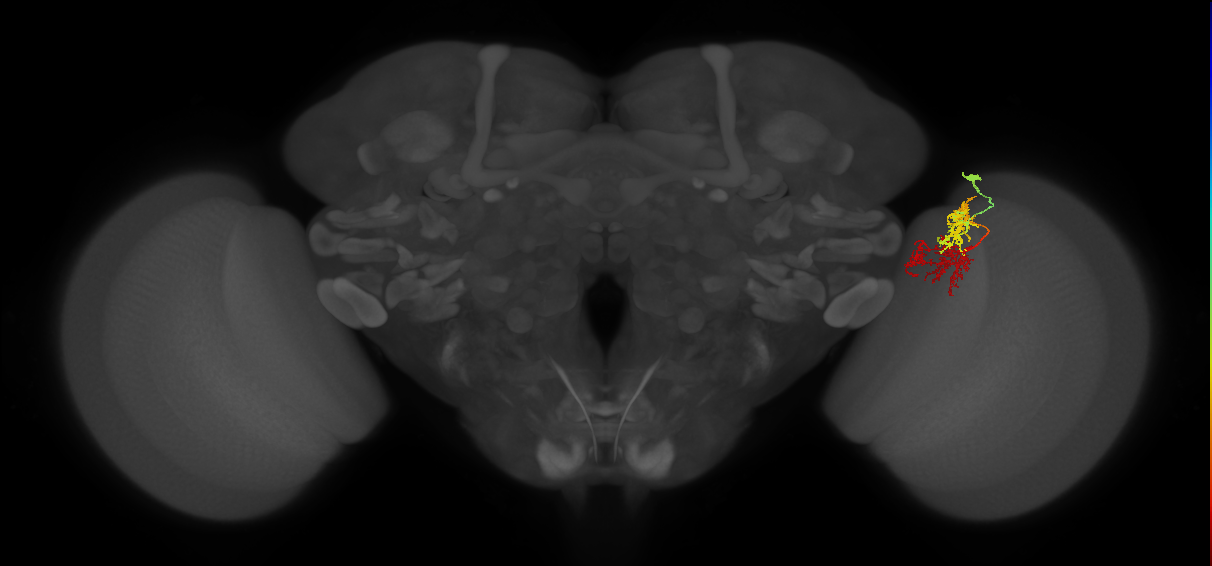 TmY15_R (MaleCNS:42435)
