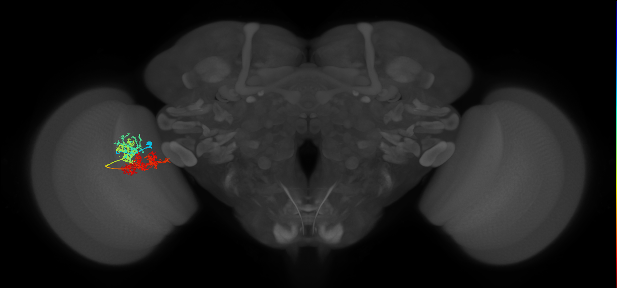 TmY15_L (MaleCNS:522364)