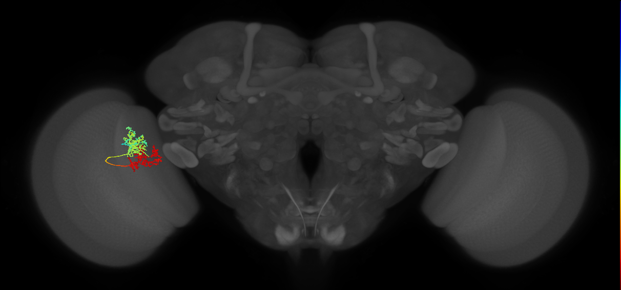 TmY15_L (MaleCNS:529321)