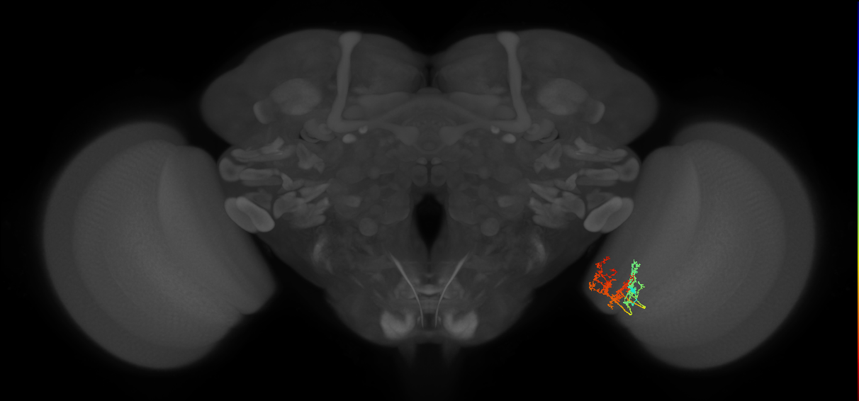 TmY15_R (MaleCNS:58547)