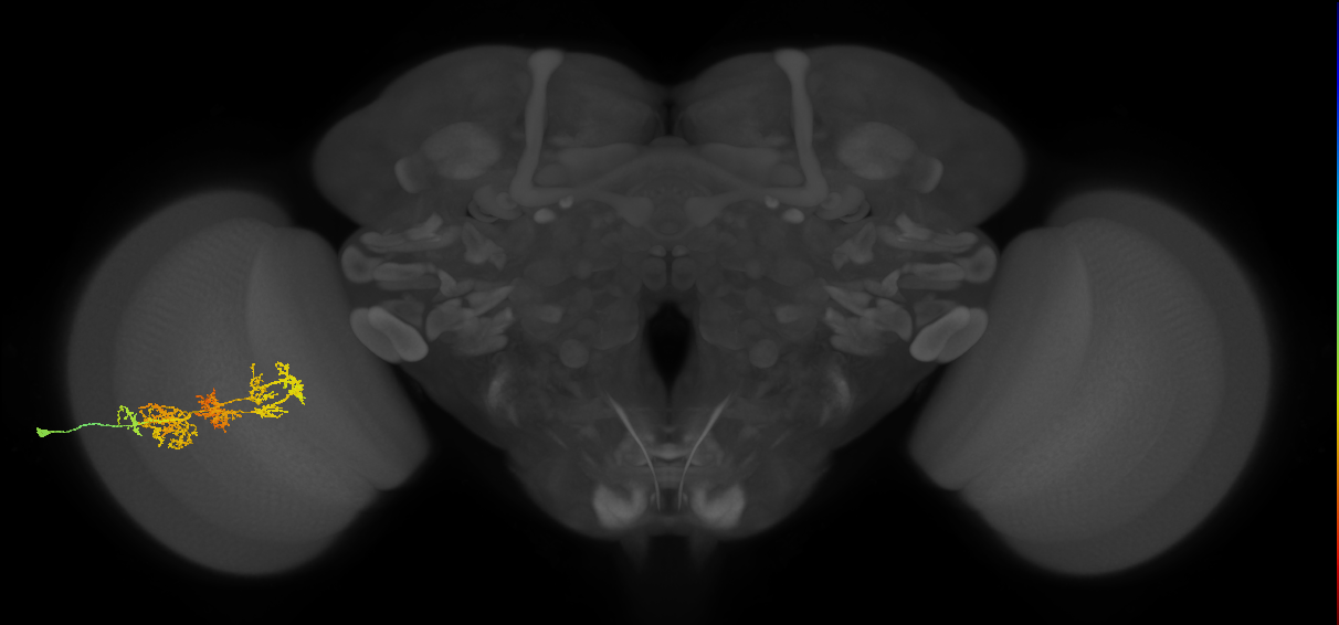 TmY15_L (MaleCNS:517856)