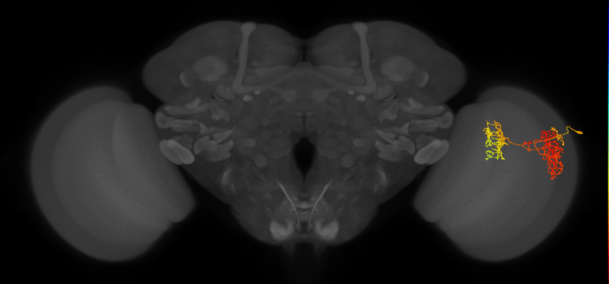 TmY15_R (MaleCNS:24474)