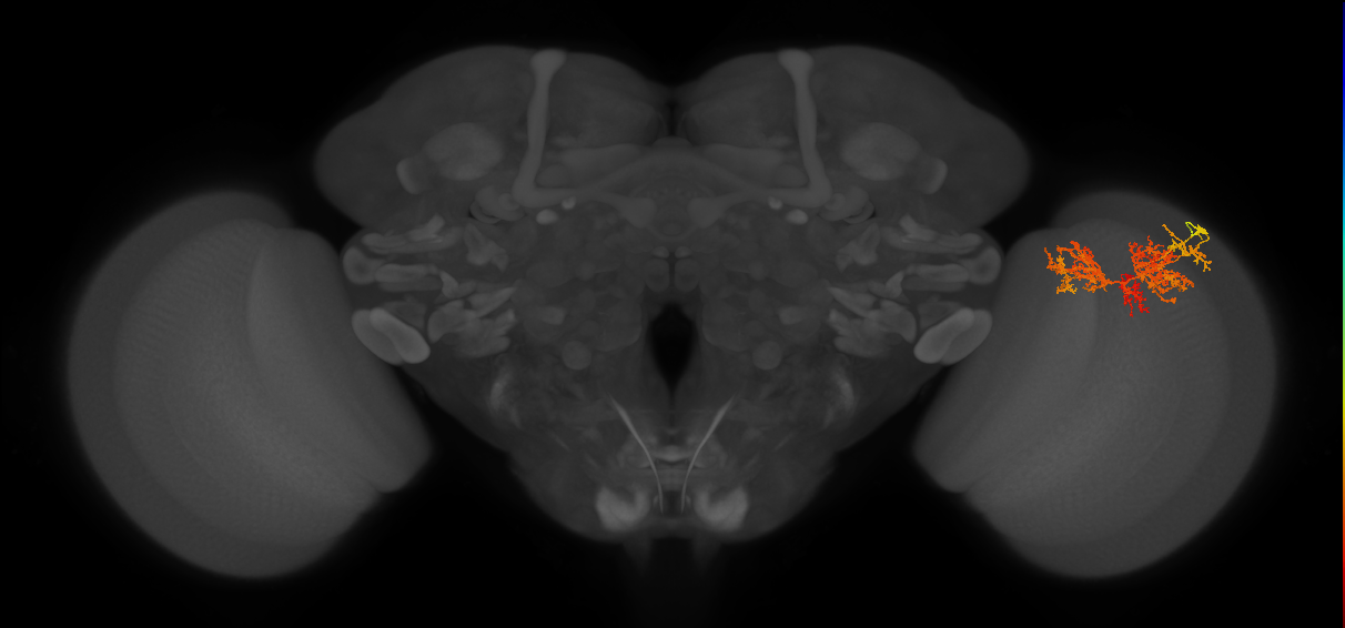 TmY15_R (MaleCNS:27777)