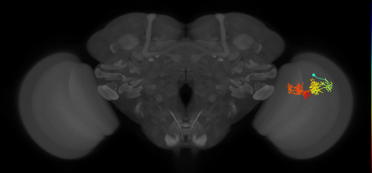 TmY15_R (MaleCNS:32671)