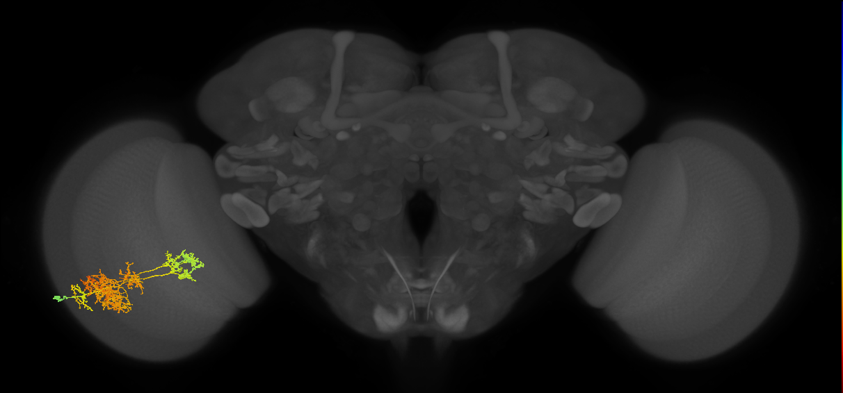 TmY15_L (MaleCNS:22718)