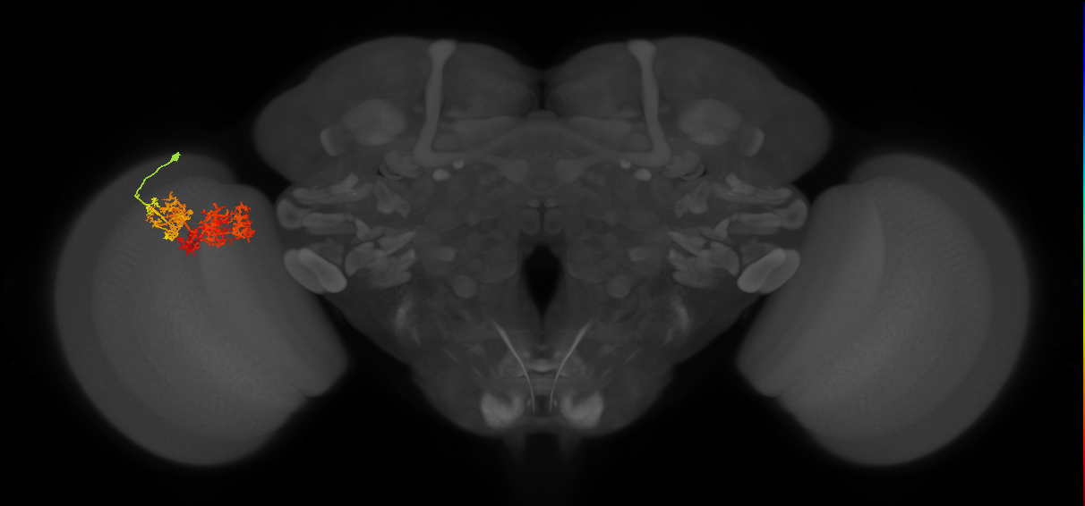 TmY15_L (MaleCNS:25399)