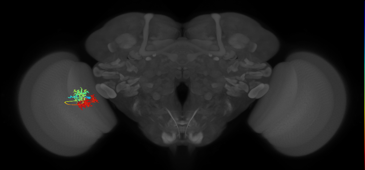 TmY15_L (MaleCNS:531239)