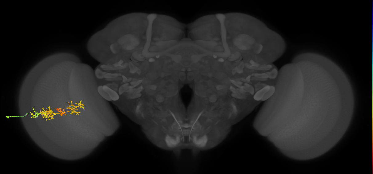 TmY15_L (MaleCNS:35704)