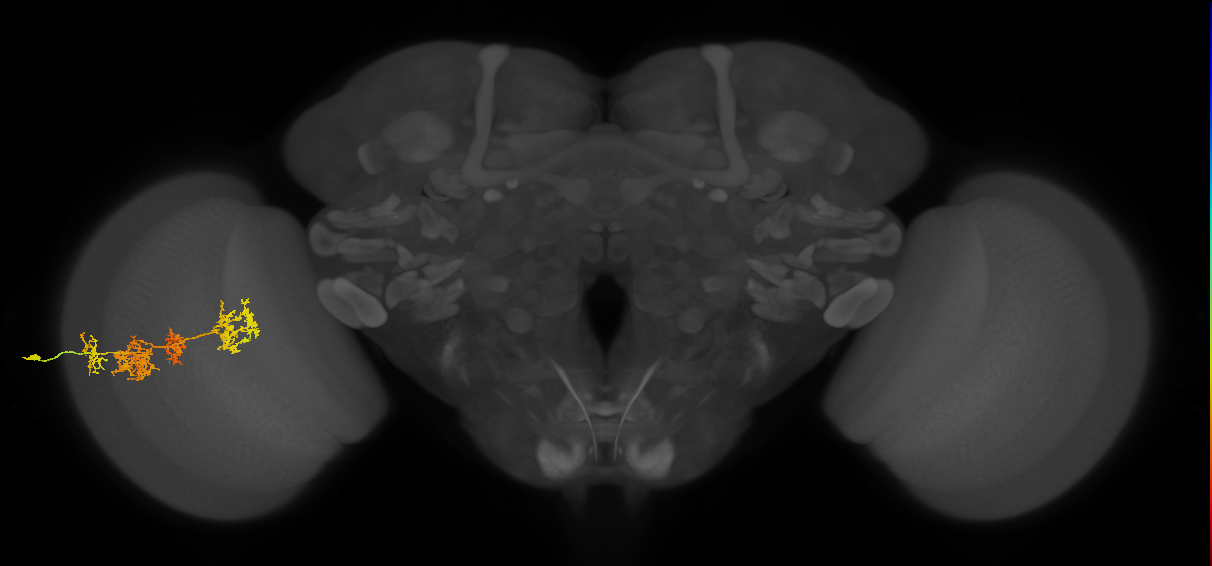 TmY15_L (MaleCNS:25287)