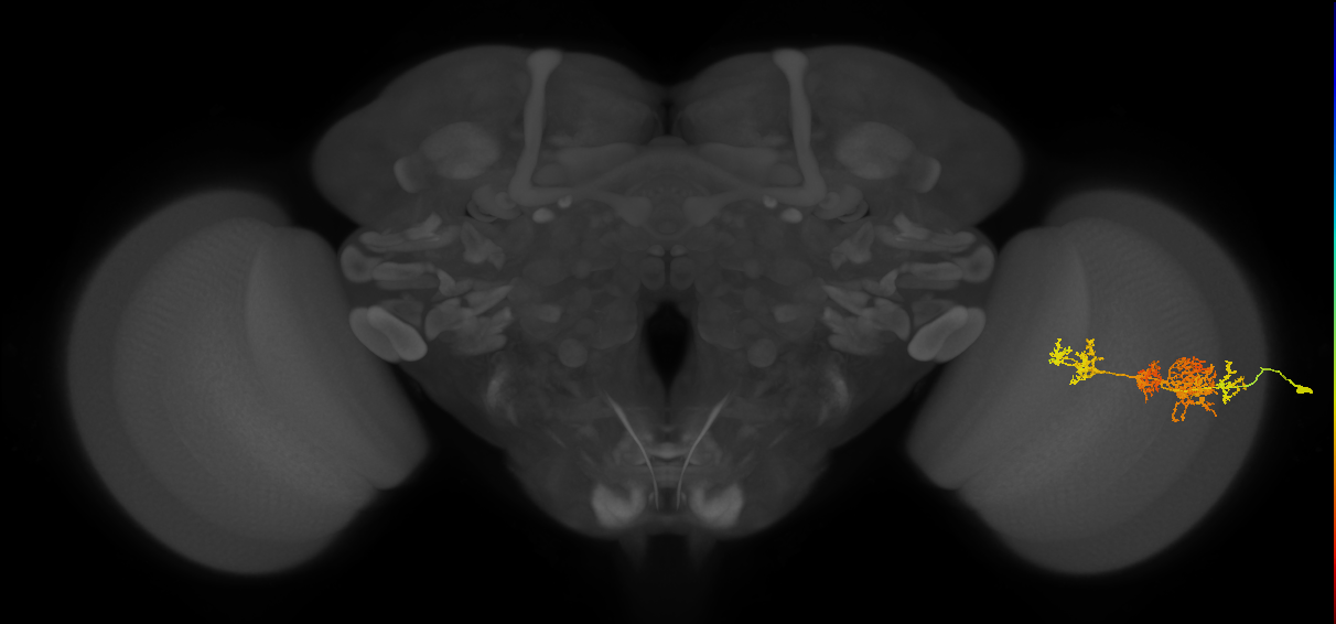 TmY15_R (MaleCNS:26719)