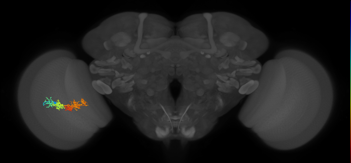 TmY15_L (MaleCNS:32636)
