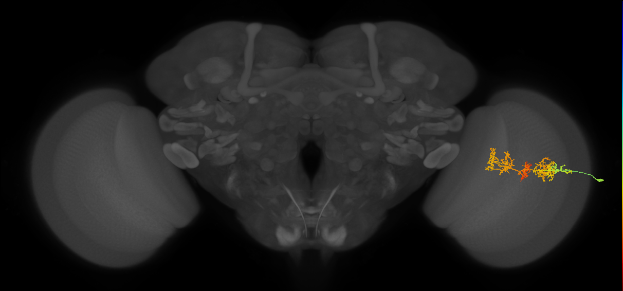 TmY15_R (MaleCNS:31916)
