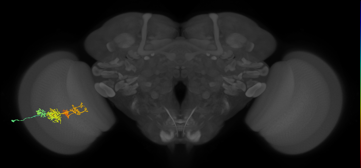 TmY15_L (MaleCNS:36680)