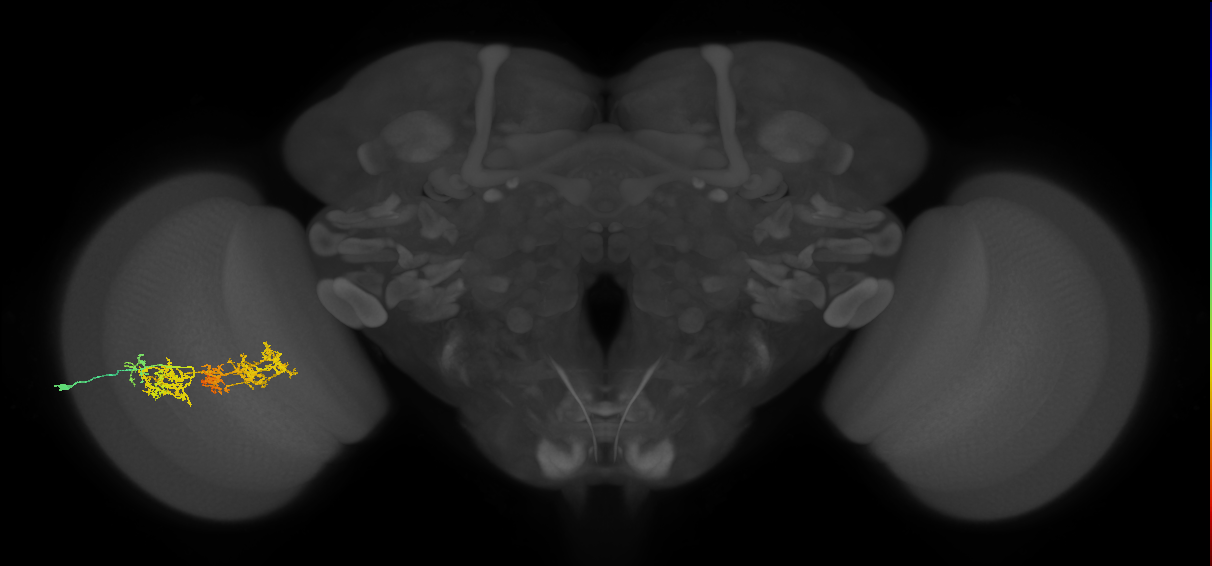 TmY15_L (MaleCNS:30221)