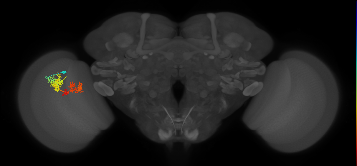 TmY15_L (MaleCNS:513894)