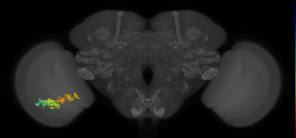 TmY15_L (MaleCNS:29580)