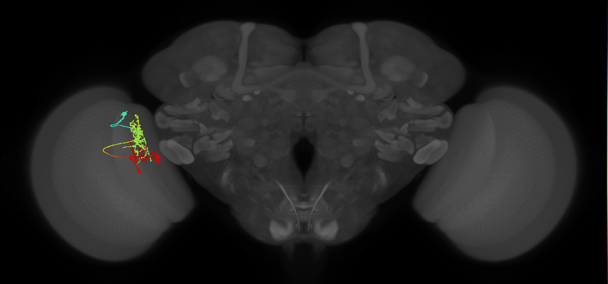 TmY15_L (MaleCNS:529989)