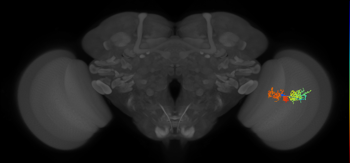 TmY15_R (MaleCNS:28555)