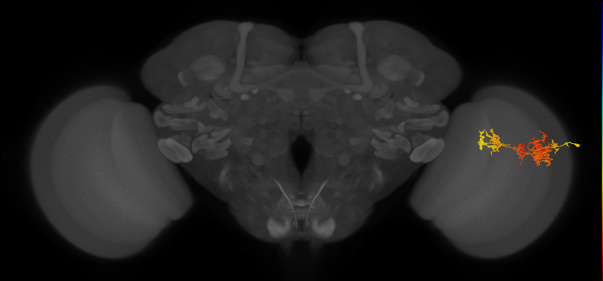 TmY15_R (MaleCNS:29221)