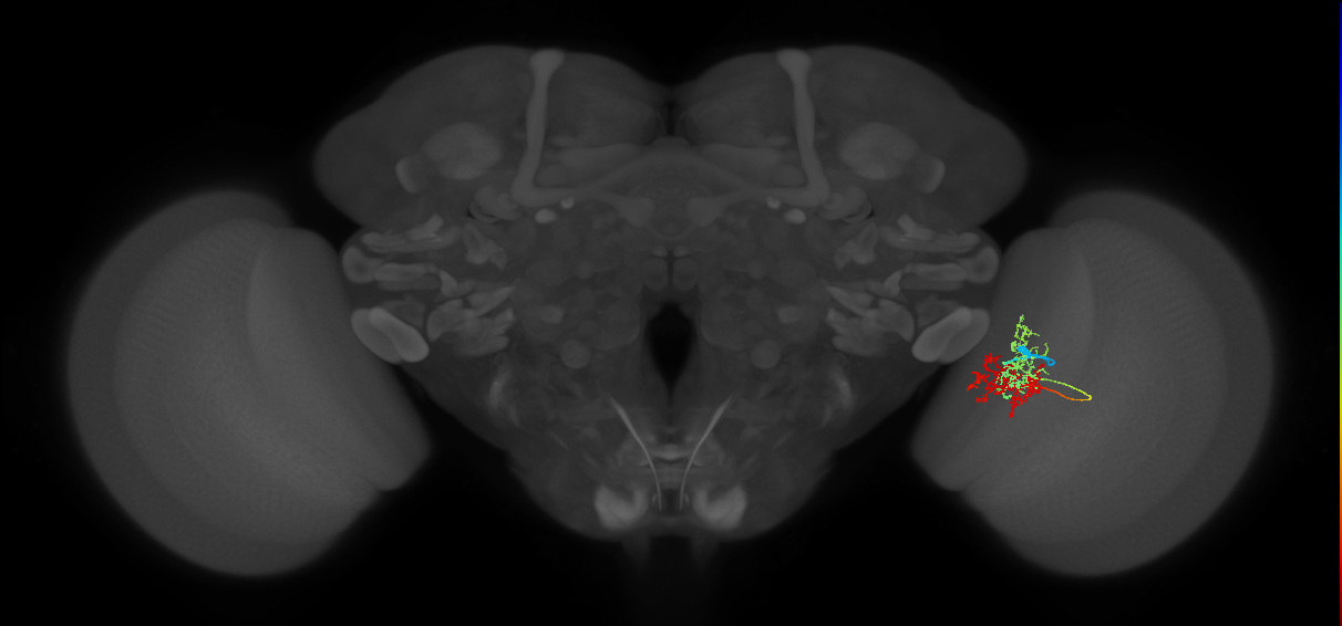 TmY15_R (MaleCNS:46895)