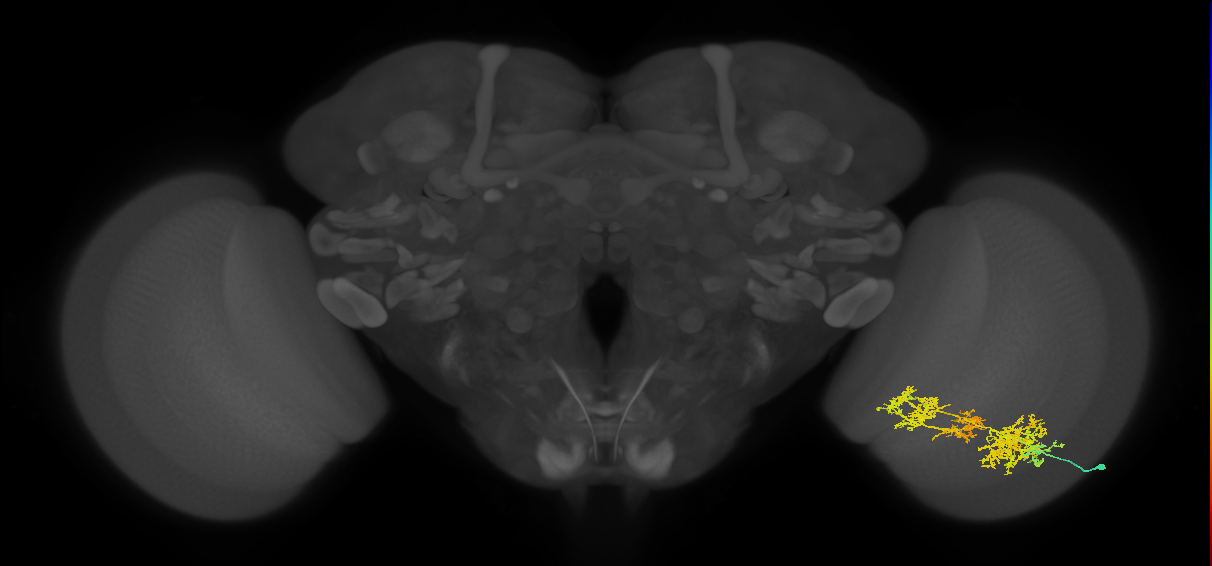TmY15_R (MaleCNS:25170)