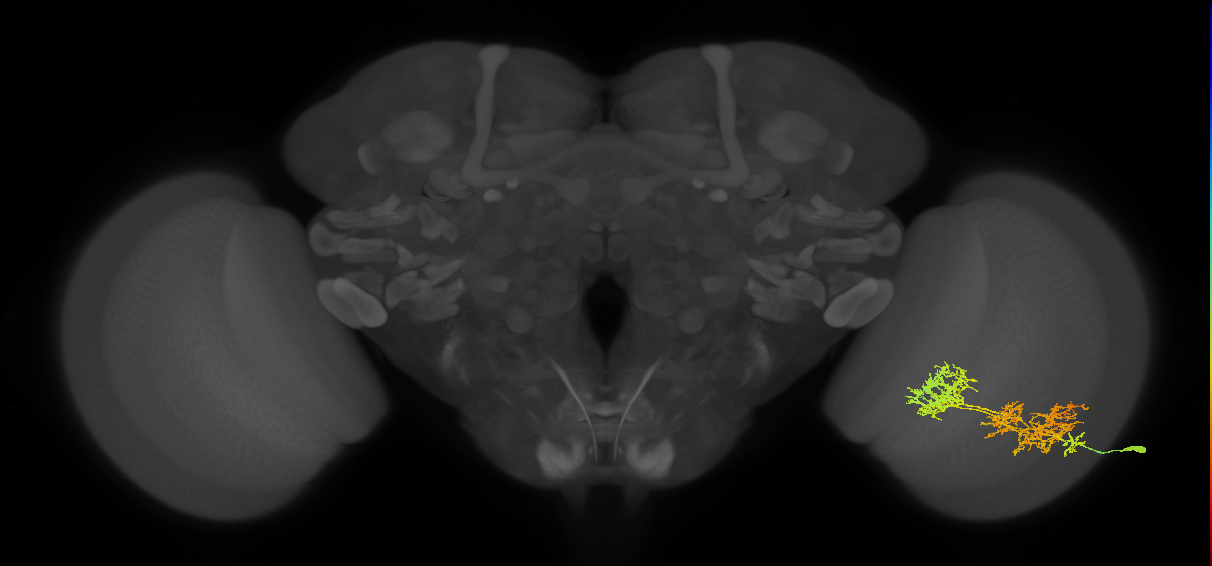 TmY15_R (MaleCNS:26231)