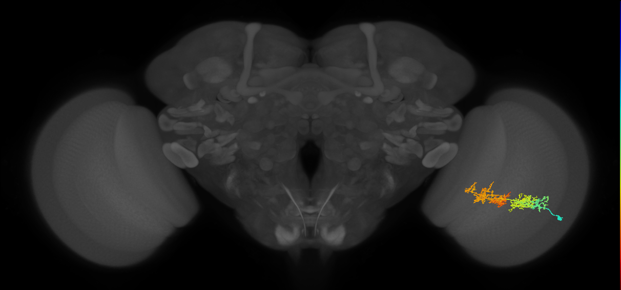 TmY15_R (MaleCNS:30294)