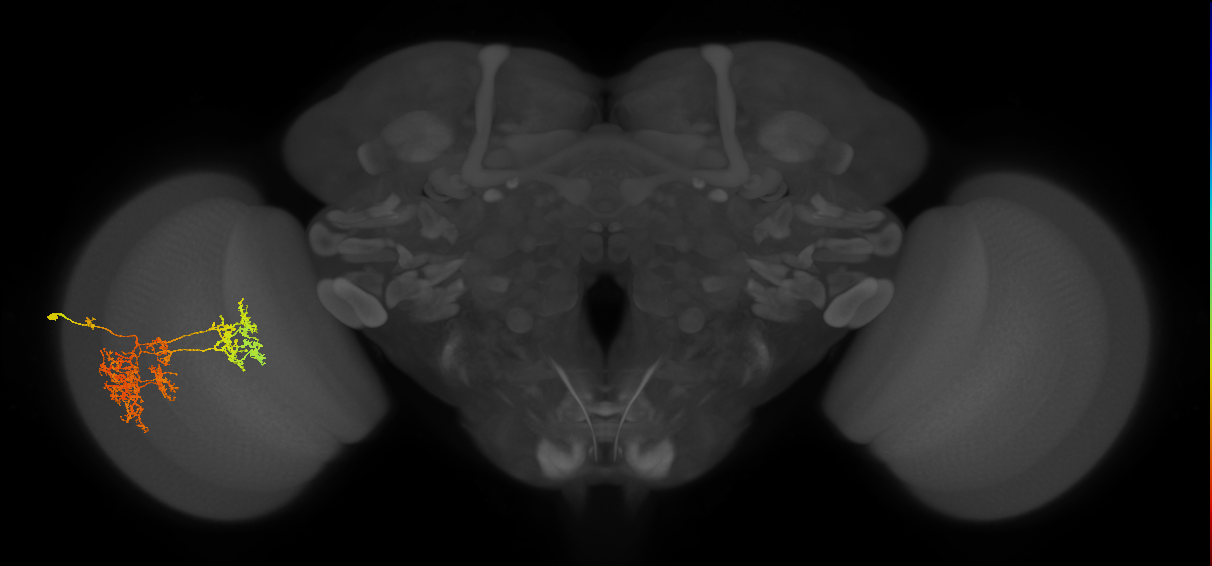 TmY15_L (MaleCNS:20577)