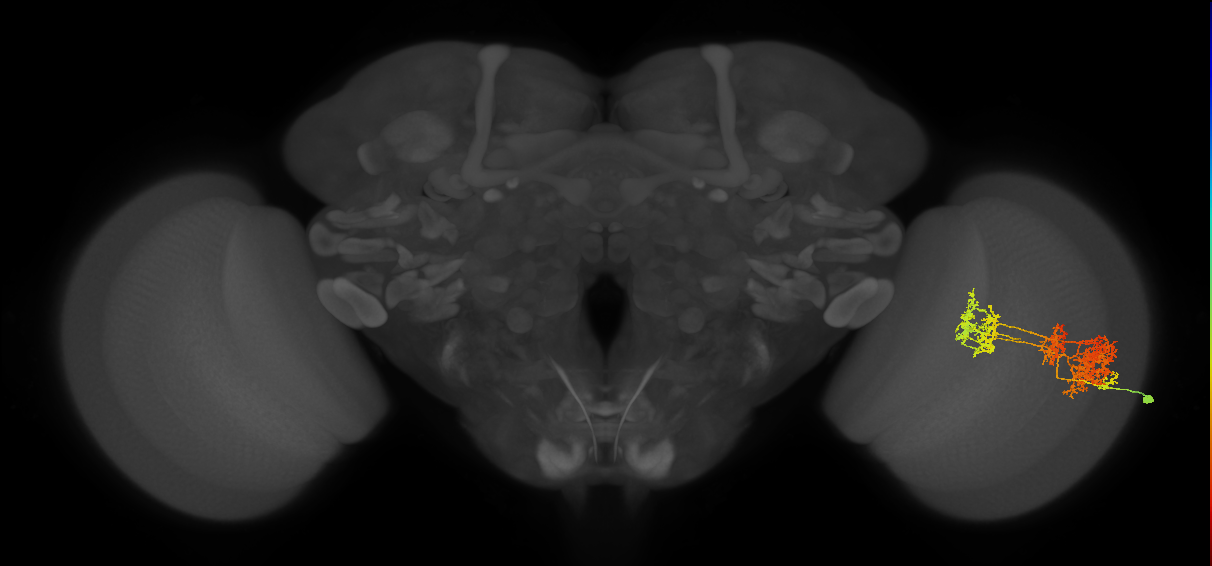 TmY15_R (MaleCNS:22215)