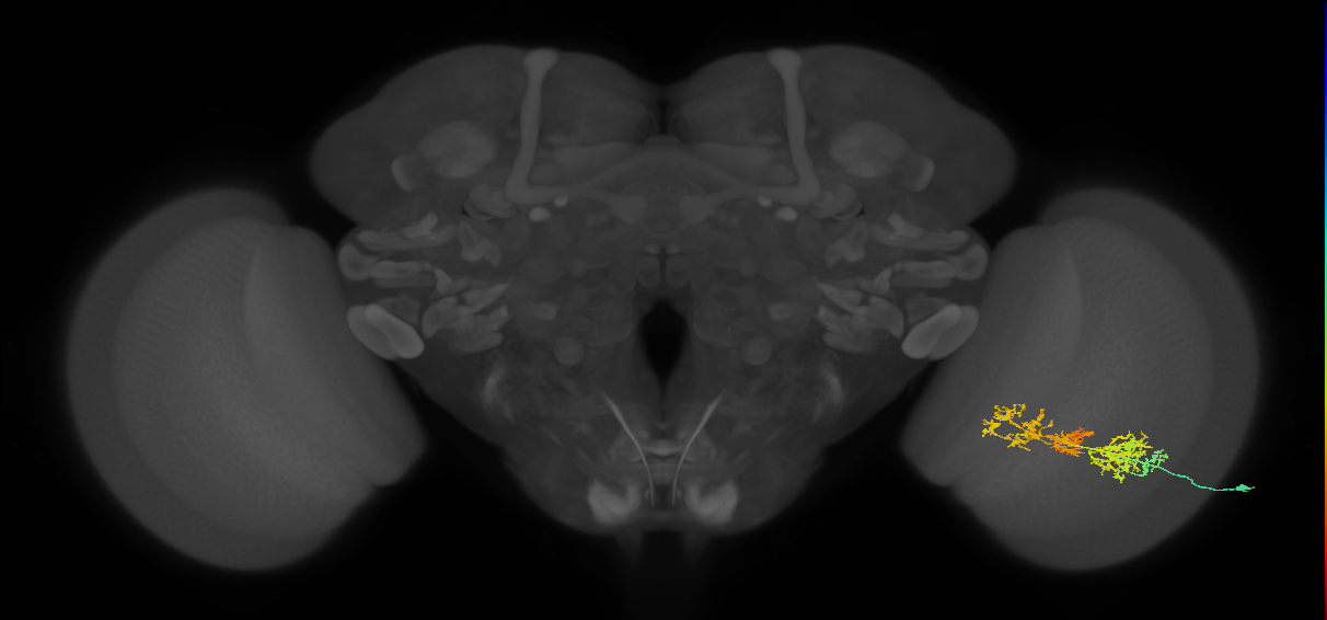 TmY15_R (MaleCNS:40265)
