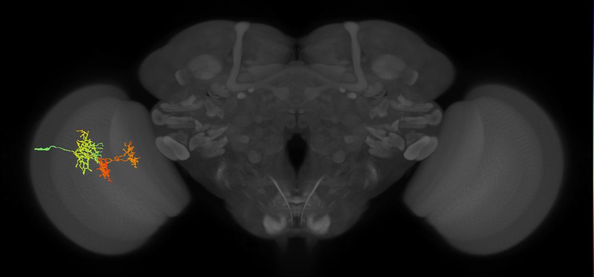 TmY16_L (MaleCNS:22288)