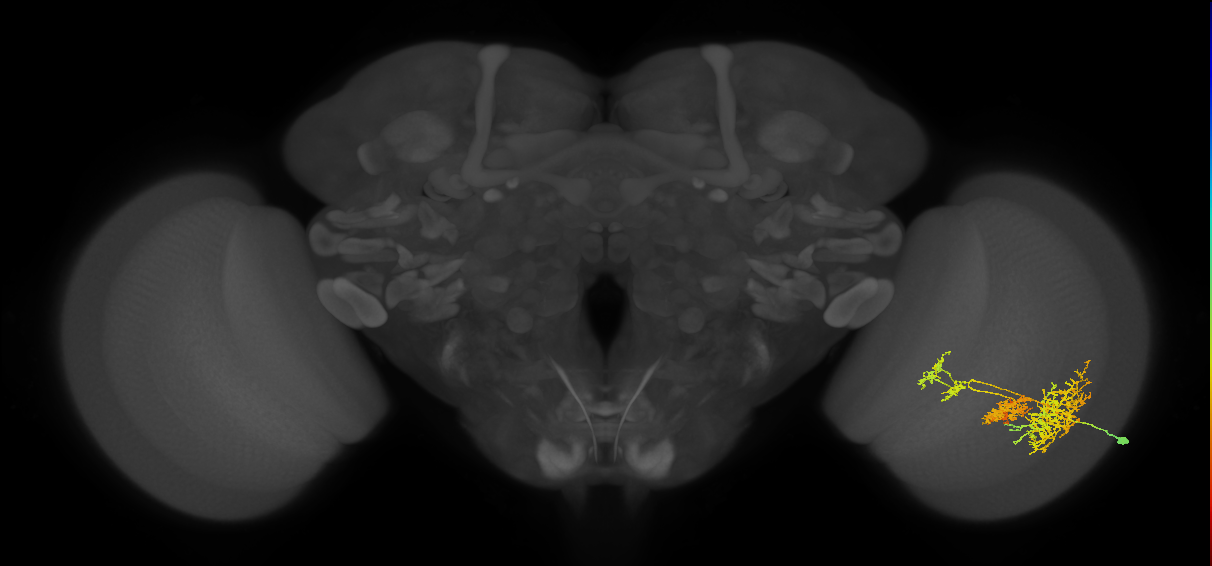 TmY16_R (MaleCNS:21049)