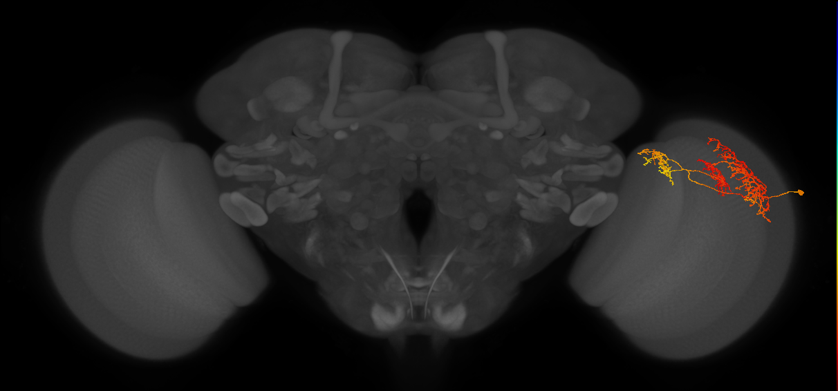 TmY16_R (MaleCNS:25101)