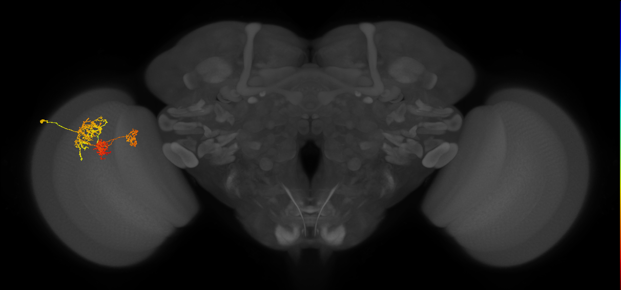 TmY16_L (MaleCNS:42551)