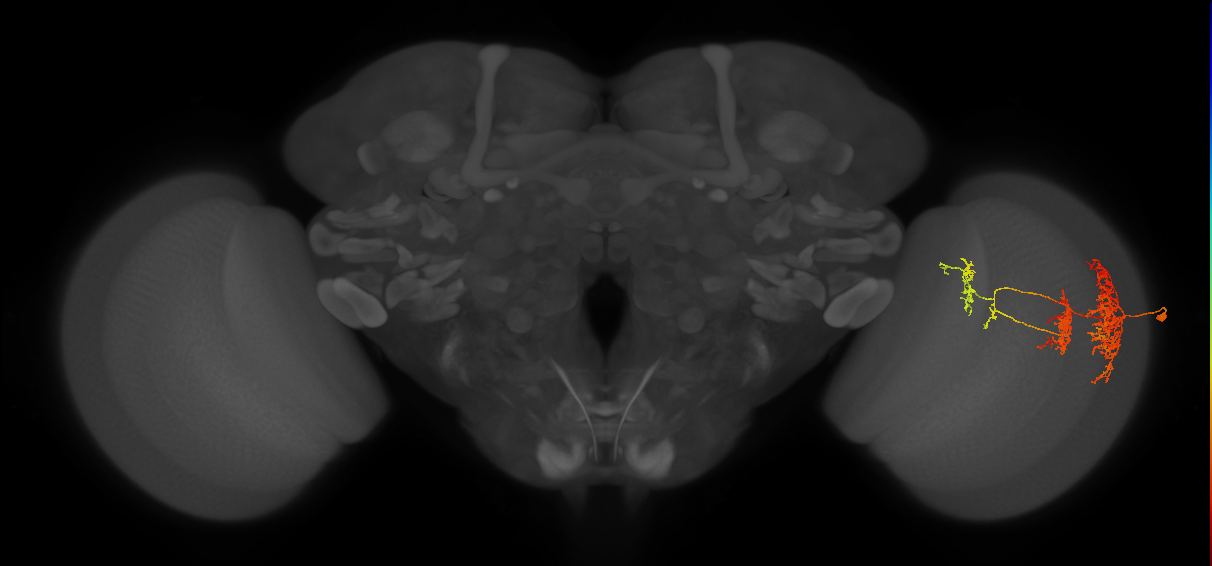 TmY16_R (MaleCNS:26361)