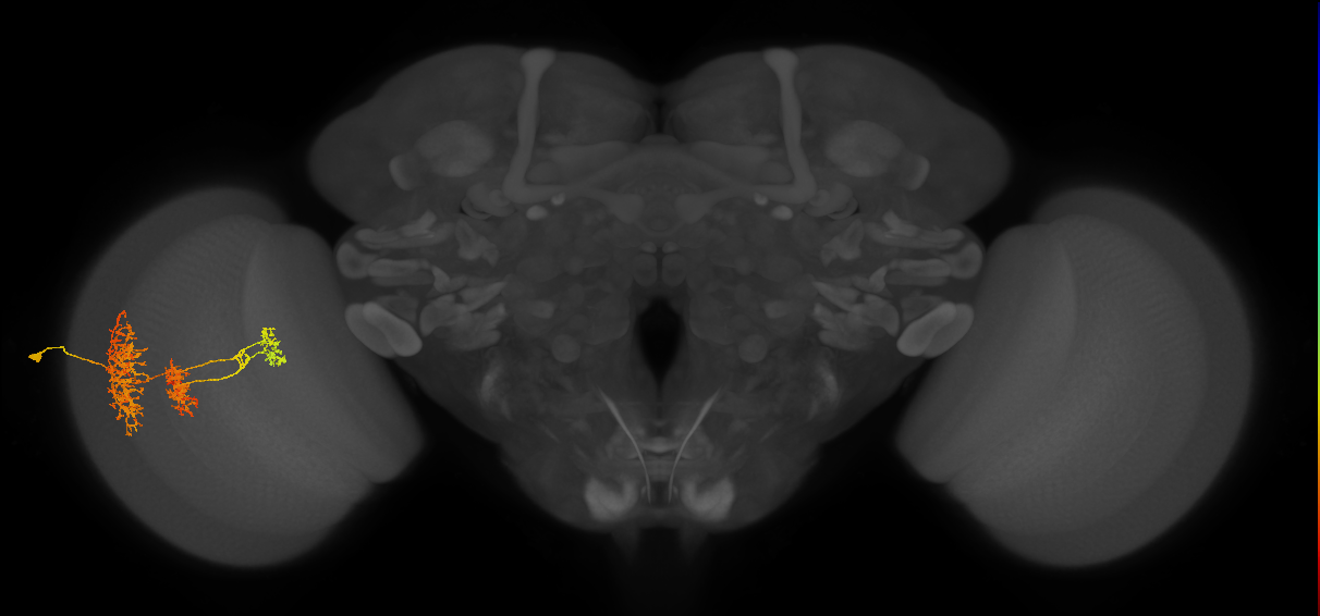 TmY16_L (MaleCNS:17443)