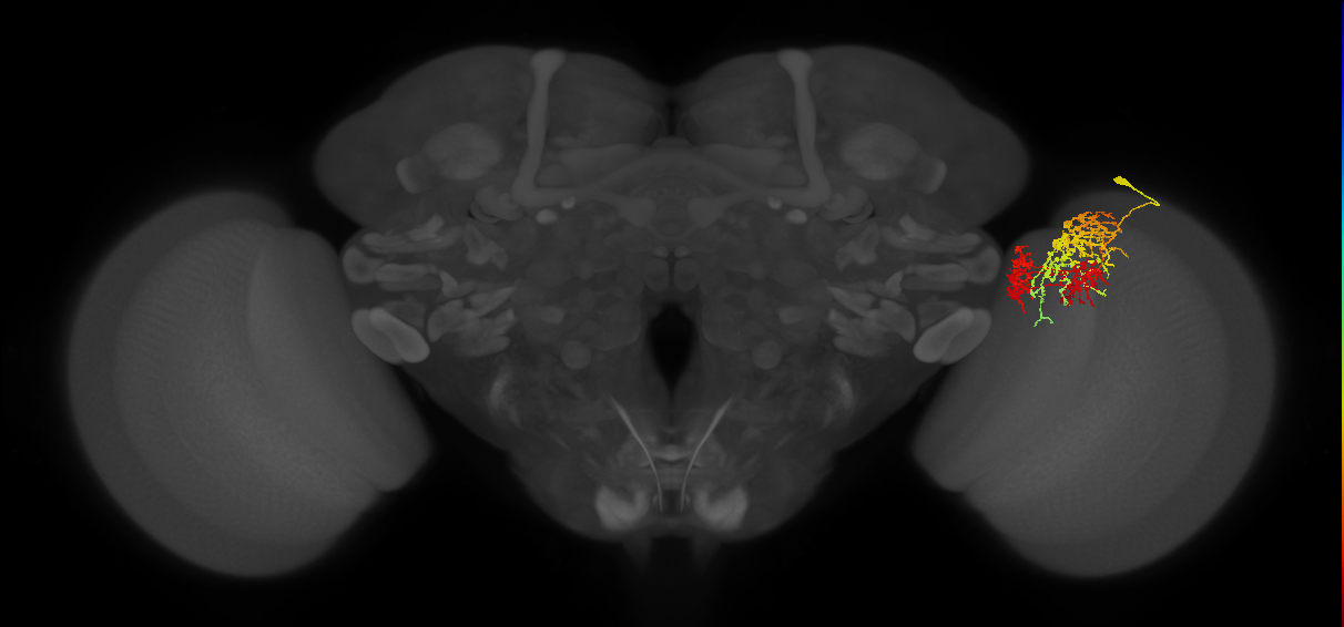 TmY16_R (MaleCNS:24455)
