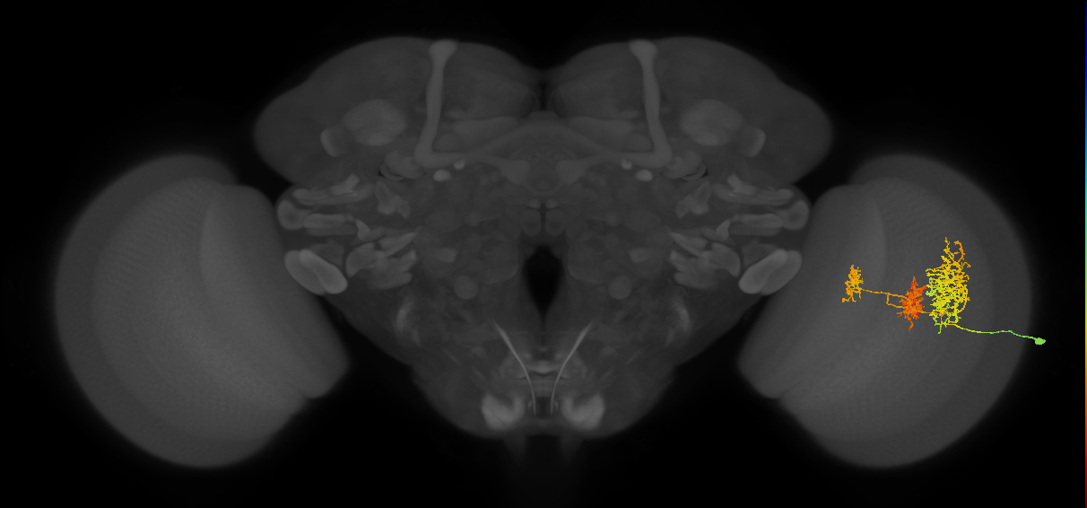 TmY16_R (MaleCNS:22366)