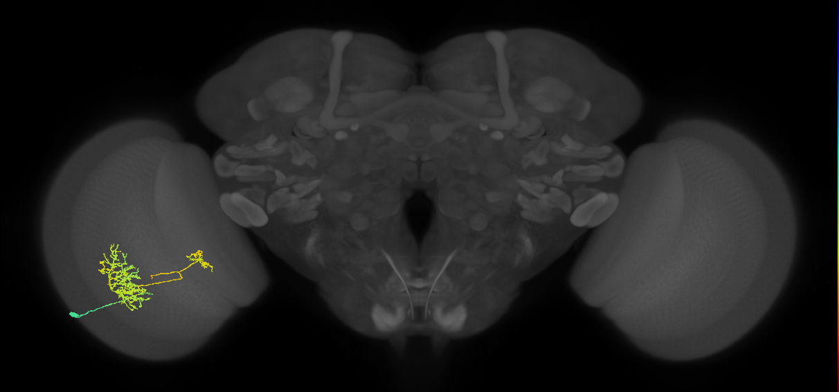 TmY16_L (MaleCNS:516804)