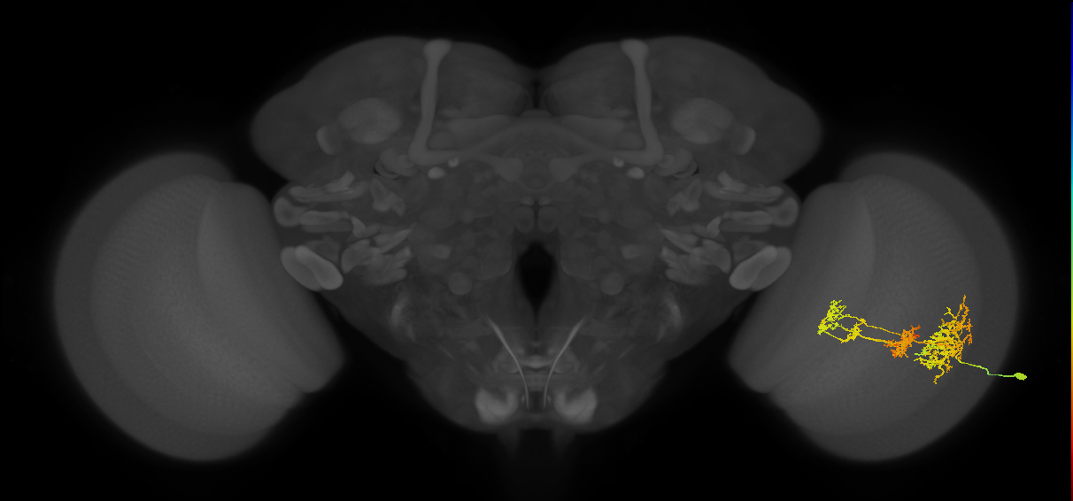 TmY16_R (MaleCNS:21396)