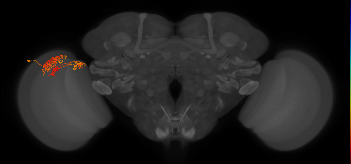 TmY16_L (MaleCNS:29698)