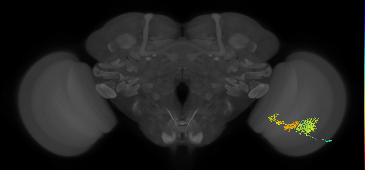 TmY16_R (MaleCNS:23765)