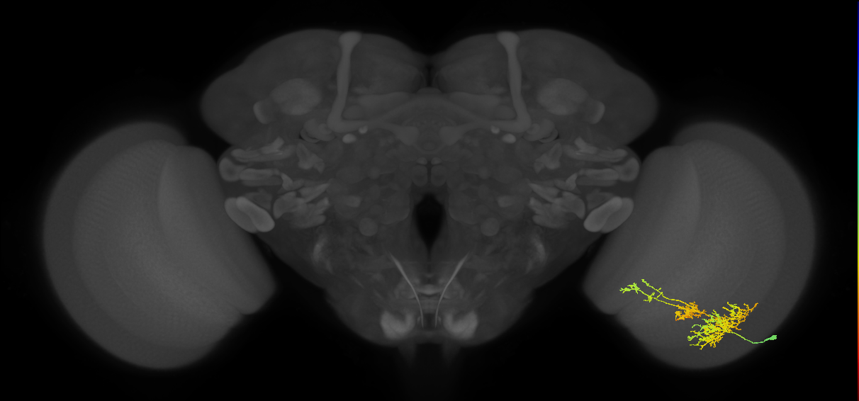 TmY16_R (MaleCNS:23089)