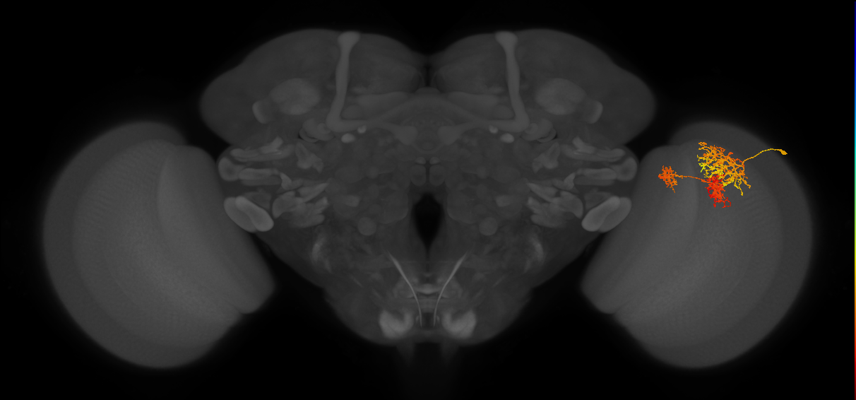 TmY16_R (MaleCNS:23726)