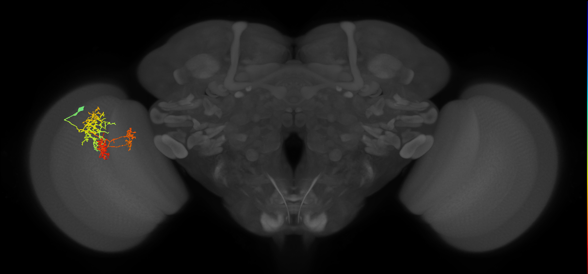 TmY16_L (MaleCNS:28932)
