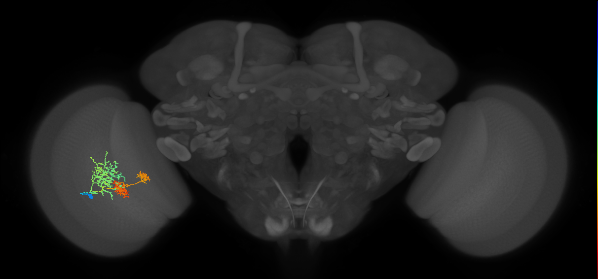 TmY16_L (MaleCNS:23026)